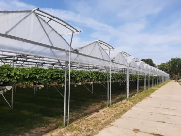 Bekijk deze foto van Klep – van Aert Aardbeien BV op Foliekassen