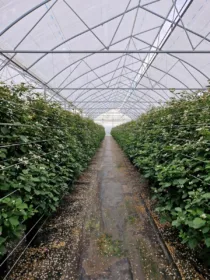 Bekijk deze foto van van Zuilen – Berrybrothers op Foliekassen