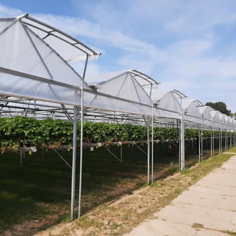 A Grow Ser Ventrio van Aert Aardbeien 1 hoofdfoto
