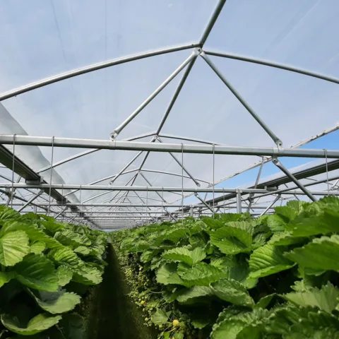 A Grow Ser Ventrio van Aert Aardbeien 4