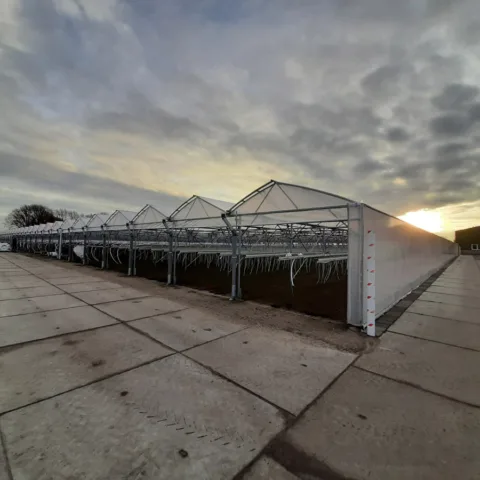 A Grow Ser Ventrio van Aert Aardbeien 9