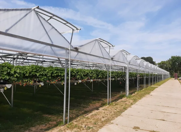 De intro foto van het project Klep – van Aert Aardbeien BV van Foliekassen